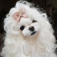 TikTok Account - https://p16-sg.tiktokcdn.com/tos-alisg-avt-0068/aba22bac5e404a19c396de3ee04d29be~tplv-tiktokx-cropcenter:200:200.jpeg