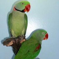 birds1763