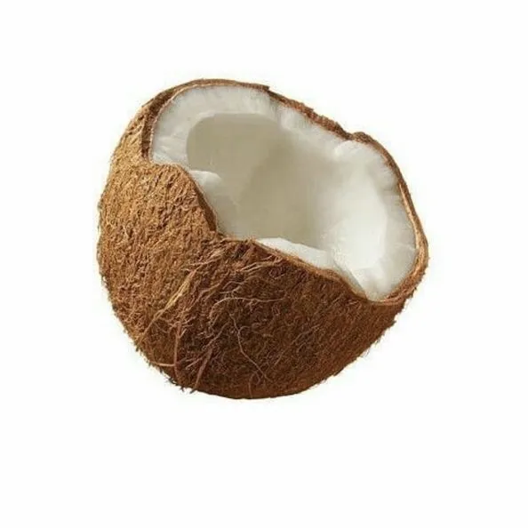 www.conutchococonitt