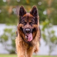 TikTok Account - https://p16-sg.tiktokcdn.com/tos-alisg-avt-0068/af0f0bbe7355f6b647c94e973a3b0682~tplv-tiktokx-cropcenter:200:200.jpeg