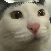 TikTok Account Photo