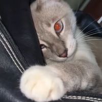 carlavaldivieso2002z