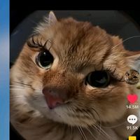 TikTok Account - https://p16-sg.tiktokcdn.com/tos-alisg-avt-0068/b281205cc0632f9c184a84753c6e1109~tplv-tiktokx-cropcenter:200:200.jpeg