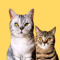 TikTok Account Photo
