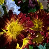 TikTok Account - https://p16-sg.tiktokcdn.com/tos-alisg-avt-0068/b97632af0967cb783de43a6ac0219fdf~tplv-tiktokx-cropcenter:200:200.jpeg