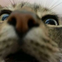 TikTok Account - https://p16-sg.tiktokcdn.com/tos-alisg-avt-0068/bd19c9de89f272a2f2532942cfd681d2~tplv-tiktokx-cropcenter:200:200.jpeg