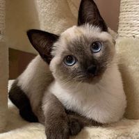 TikTok Account - https://p16-sg.tiktokcdn.com/tos-alisg-avt-0068/c091bc7b8b17c948272a953d37a2fb85~tplv-tiktokx-cropcenter:200:200.jpeg