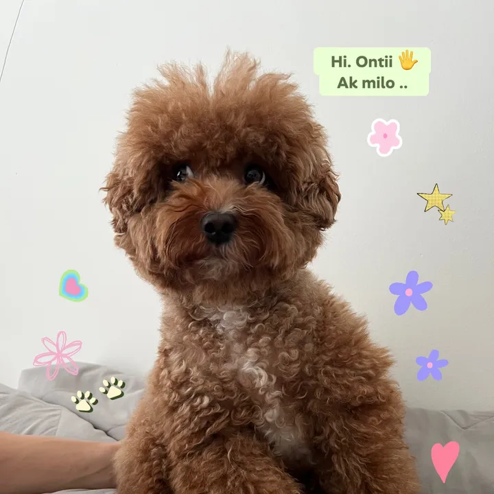 milo.thesadboi