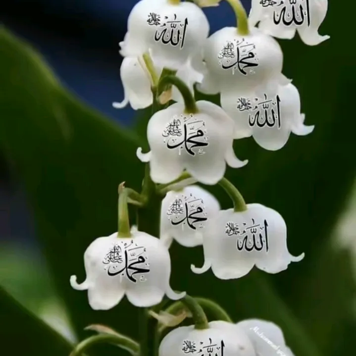 sattar7088