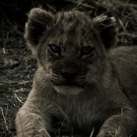 TikTok Account - https://p16-sg.tiktokcdn.com/tos-alisg-avt-0068/c58e6900141b9c9f9403a19fa25541b2~tplv-tiktokx-cropcenter:200:200.jpeg