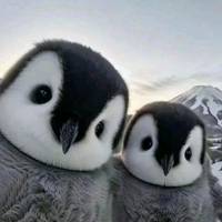 TikTok Account - https://p16-sg.tiktokcdn.com/tos-alisg-avt-0068/c992908717c3e17332c55162eab7e9f5~tplv-tiktokx-cropcenter-q:200:200:q70.jpg