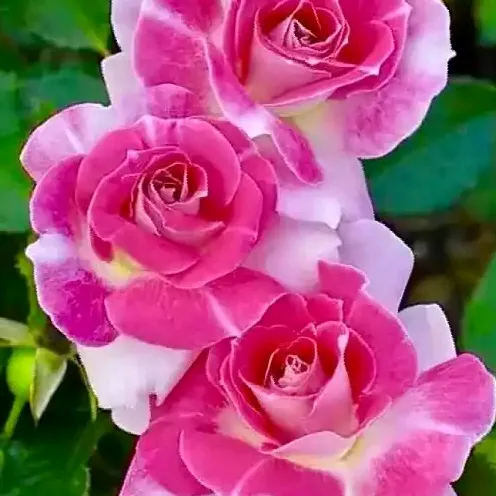 original sound - user4201112401376