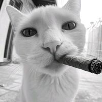 TikTok Account Photo