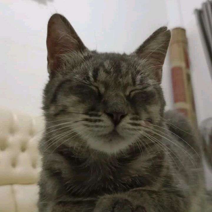 capcutday - suara asli