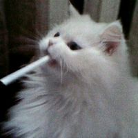 TikTok Account - https://p16-sg.tiktokcdn.com/tos-alisg-avt-0068/cce510829ae94c64787155e42180740b~tplv-tiktokx-cropcenter:200:200.jpeg