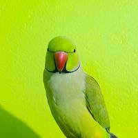TikTok Account Photo