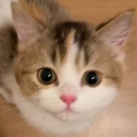 chilwolviu