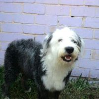 TikTok Account - https://p16-sg.tiktokcdn.com/tos-alisg-avt-0068/d429ce6da0a158cf53247dfe81cdbbbd~tplv-tiktokx-cropcenter:200:200.jpeg