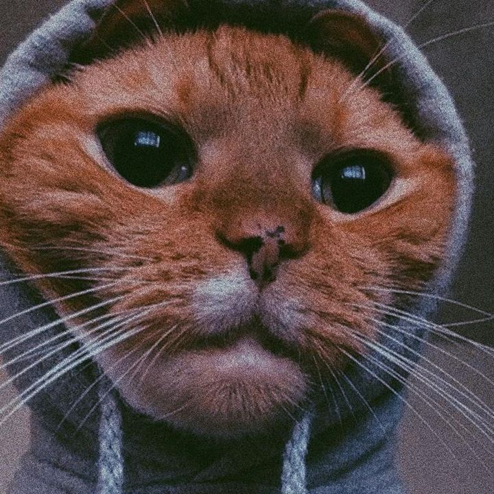 voidstieszaaa