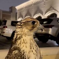 الصوت الأصلي