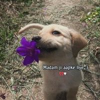 original sound - कृष्णQuotess🙌🌸🦚