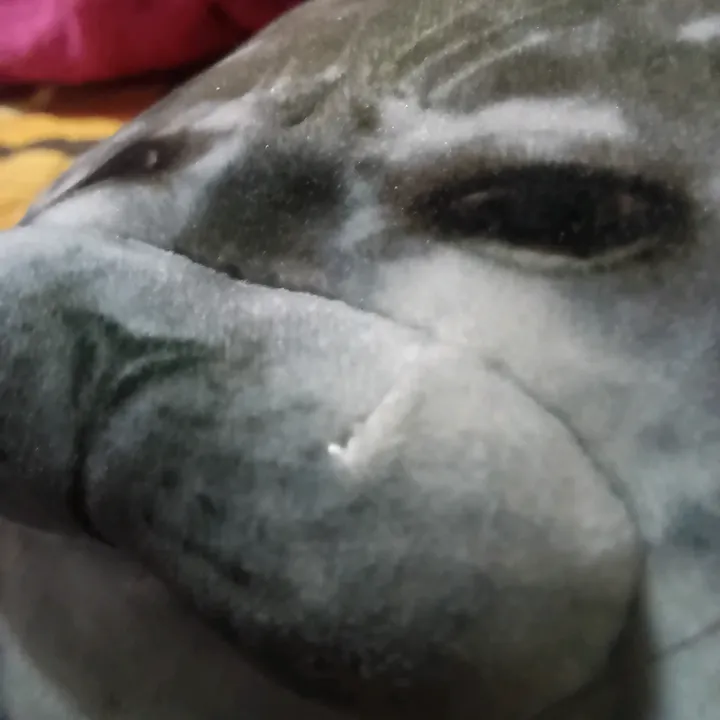 focaguatongameplays