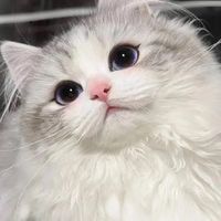 TikTok Account - https://p16-sg.tiktokcdn.com/tos-alisg-avt-0068/dfbbf491d73b6e2672412cfa50b99bb2~tplv-tiktokx-cropcenter:200:200.jpeg