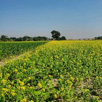 original sound - jamal.ali618