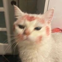 TikTok Account - https://p16-sg.tiktokcdn.com/tos-alisg-avt-0068/e1903a0dca651e0f8748226e79f85af7~tplv-tiktokx-cropcenter:200:200.jpeg