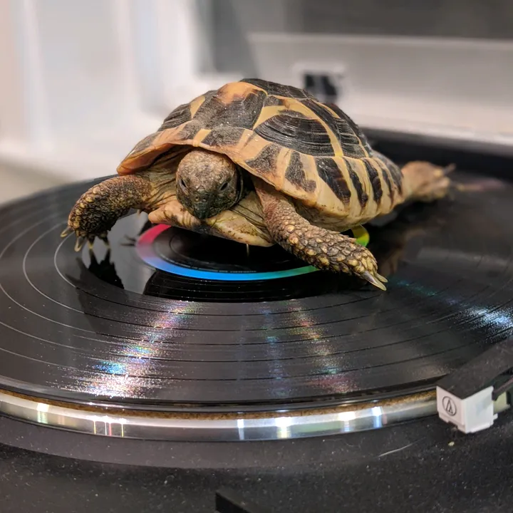 turntabletortoise