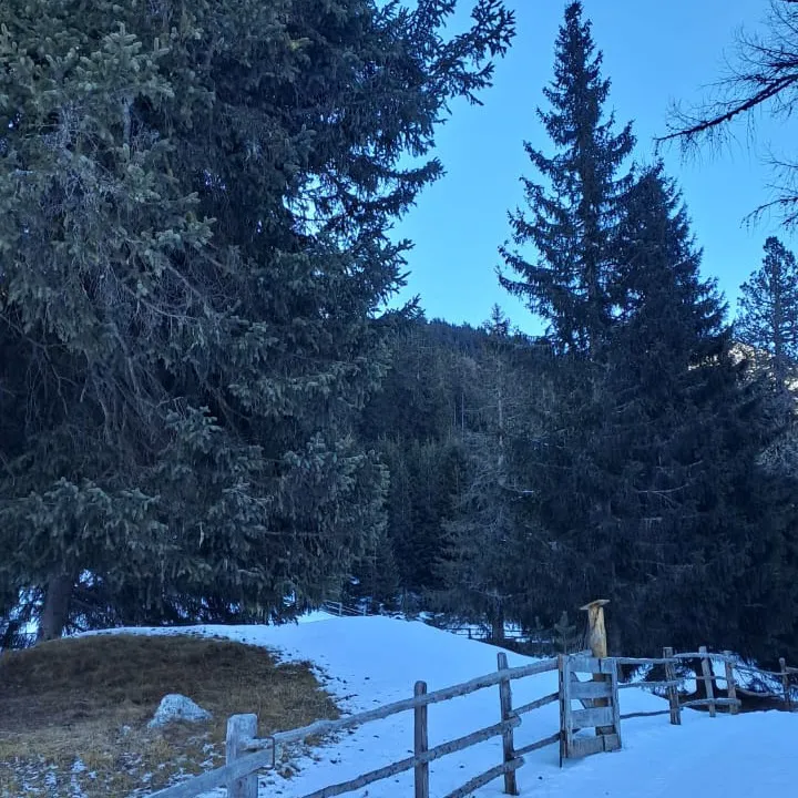 strawberrycim