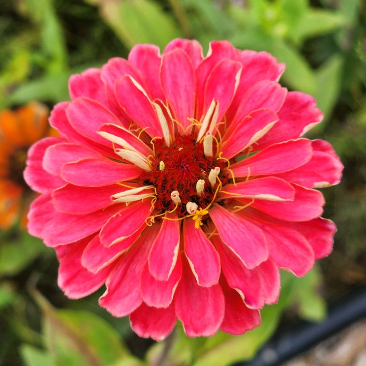 blackcherry0109