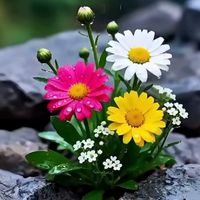 orijinal ses