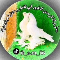 _a.m_56