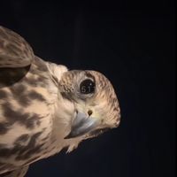 5sh_511