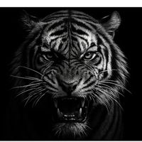 TikTok Account - https://p16-sg.tiktokcdn.com/tos-alisg-avt-0068/ed08541d3bc5c6a4caf365a88ebc5030~tplv-tiktokx-cropcenter:200:200.jpeg