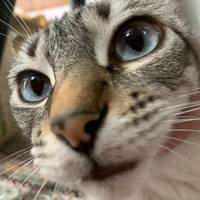 TikTok Account - https://p16-sg.tiktokcdn.com/tos-alisg-avt-0068/f13dfaeced0cb533c2198828d3ff4ee0~tplv-tiktokx-cropcenter-q:200:200:q70.jpg
