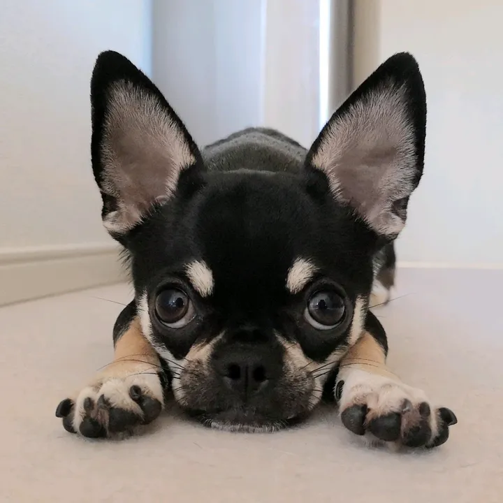 zen_chihuahua_2022