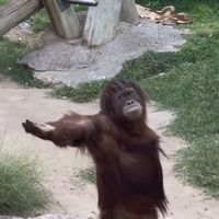 TikTok Account - https://p16-sg.tiktokcdn.com/tos-alisg-avt-0068/f361eb455da338ee3448ef4f9d2e1491~tplv-tiktokx-cropcenter:200:200.jpeg