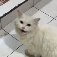 snowyziggy_