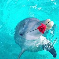 TikTok Account - https://p16-sg.tiktokcdn.com/tos-alisg-avt-0068/f8c071ffd1d680f7da268590dbd7272d~tplv-tiktokx-cropcenter:200:200.jpeg