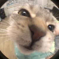 TikTok Account - https://p16-sg.tiktokcdn.com/tos-alisg-avt-0068/f99b9c6ce0e300935785d56995e1831f~tplv-tiktokx-cropcenter:200:200.jpeg