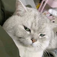 TikTok Account - https://p16-sg.tiktokcdn.com/tos-alisg-avt-0068/fc676a738abd792190a59c21f0271e8b~tplv-tiktokx-cropcenter:200:200.jpeg