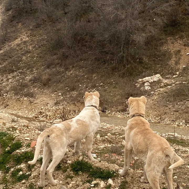 kangal_2026