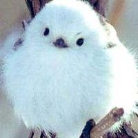 TikTok Account Photo