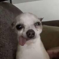 TikTok Account Photo