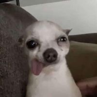 TikTok Account Photo