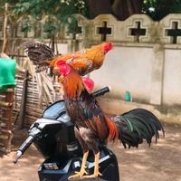 popathar163