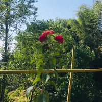 sanu.limbu2054