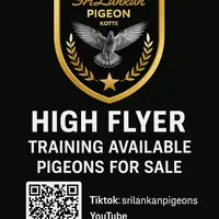 srilankanpigeons
